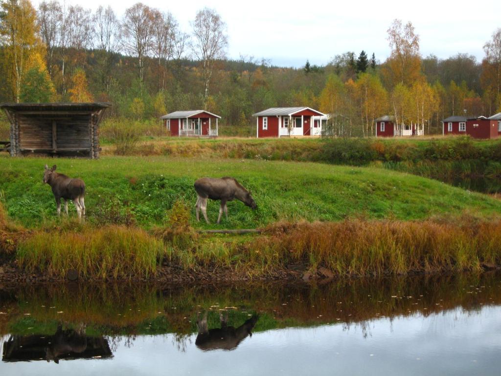 Hotel Klaralvens Camping Stöllet Exteriér fotografie